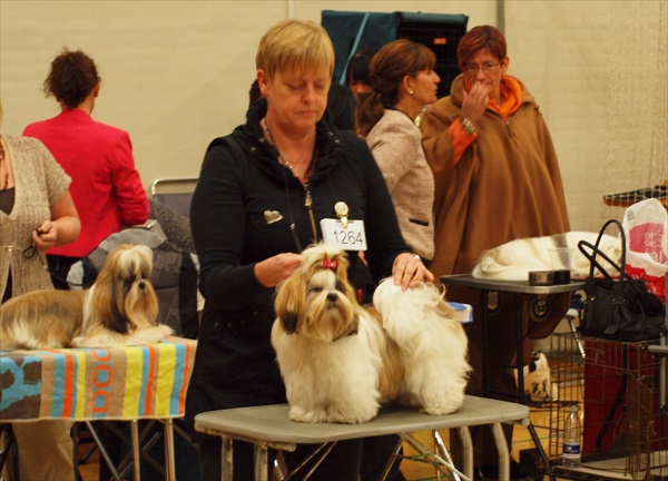 Shih Tzu Danmark